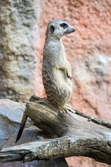 Fototapeta premium Suricata sits on his hind legs and watches the surroundings