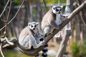 The Lemurians sit on a log and watch the surroundings