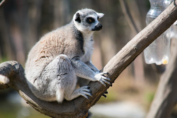 Lemur sits on a log and watches the surroundings