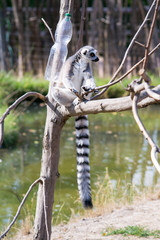 Lemur sits on the tree on the water