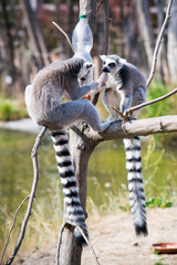 Lemur sits on the tree and plays
