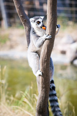 Lemur sits on the tree and gives his carrot