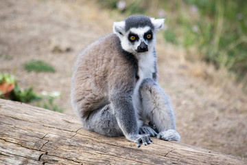 Obraz premium Lemur sits on a log and watches the surroundings
