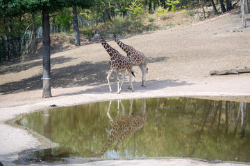 Fototapeta na wymiar The giraffes that pass around the lake