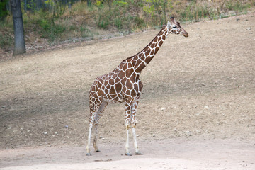 The giraffes that pass around the lake