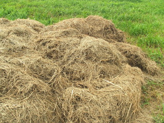 除草された土手の枯れ草