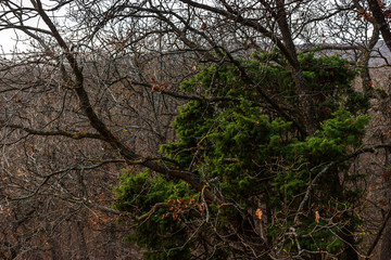 Juniper green bush autumn trees