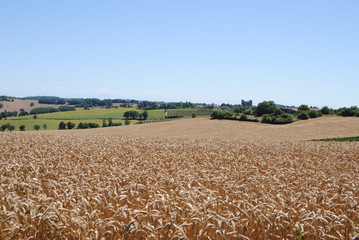 champs de blé gersois