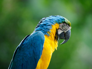 美しい色彩のコンゴウインコ