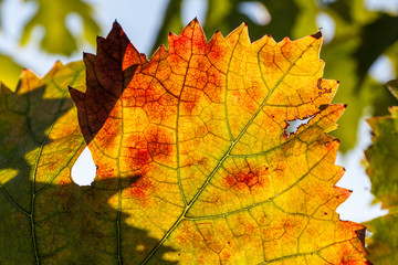 Naklejka na ściany i meble Autumn and grape harvest: Red leaves in a vineyard