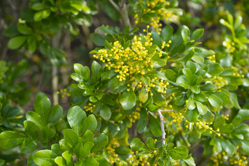 Aglaia odorata (Chinese perfume plant) © bennnn