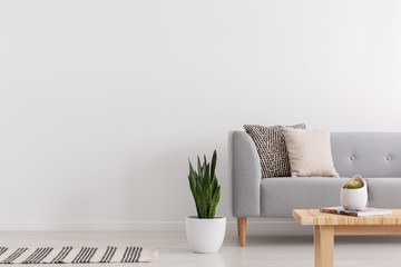 Rug and plant next to grey sofa in living room interior with copy space on white wall. Real photo