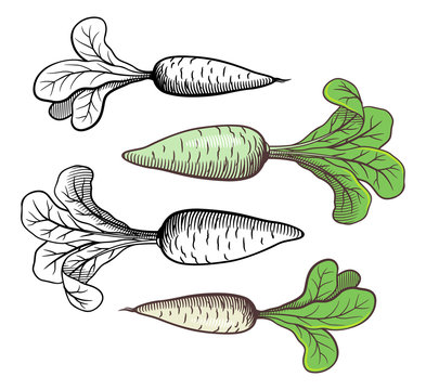 Stylized retro style illustration of radishes. Outline and colored. Vector image, isolated on white background