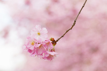 Cherry blossoms in the city Park. Pink Blossoms in Central Park Landscape