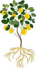 Lemon tree with ripe fruits and root system on white background