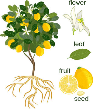 Parts of plant. Morphology of lemon tree with fruits, flowers, green leaves and root system isolated on white background