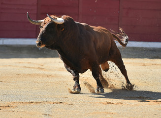 bull  in spain running in bullring