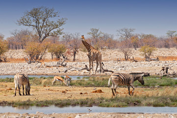 Zebras and giraffes in Etosha National Parks, Namibia. © GISTEL