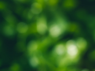 Obraz premium Defocused vibrant green plants leaves bokeh background