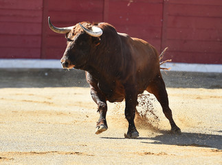 toro español corriendo en una plaza de toros