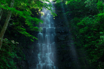 Obraz premium 山からの恵み