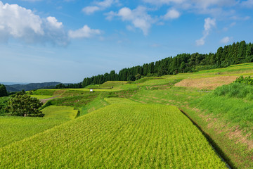 収穫を待つ棚田