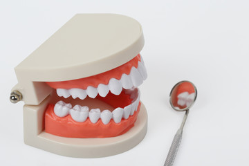 White teeth model  isolated with clipping path