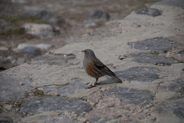 bird_2