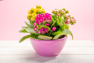 Medical houseplant kalanchoe with colorful flowers close up on trendy pink background copy space