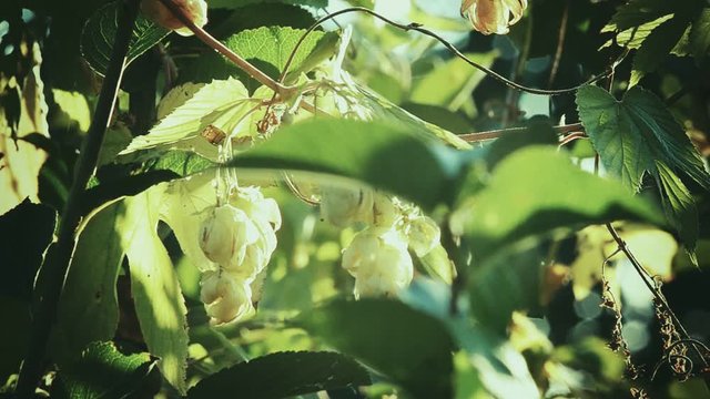 Humulus lupulus hops growing