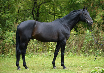 Black horse on a green background  in summer farm