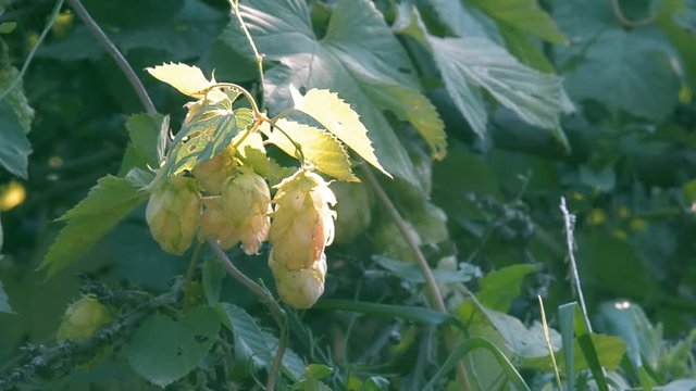 Humulus lupulus hops growing