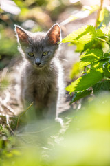 Obraz premium Gray kitten in the grass on blurred background at morning. Beautiful bokeh
