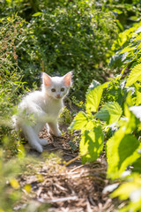 White kitten in the grass on blurred background at morning. Beautiful bokeh