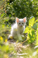 Naklejka na ściany i meble White kitten in the grass on blurred background at morning. Beautiful bokeh