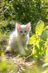 Obraz premium White kitten in the grass on blurred background at morning. Beautiful bokeh