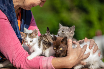 Many small kittens in the hands of a woman on blurred background
