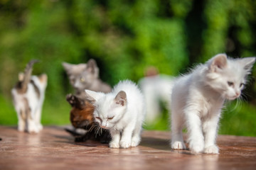 Many small kittens  on blurred green background at morning