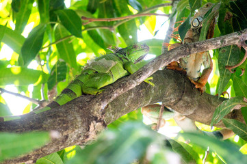 iguana on tree