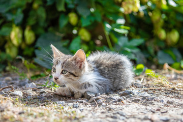Naklejka na ściany i meble Striped small kitten in the grass at morning