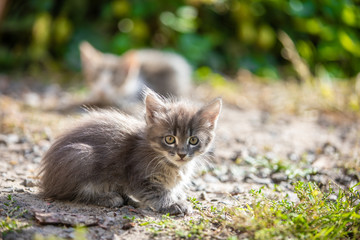 Naklejka na ściany i meble Striped small kitten in the grass at morning