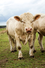 Rind, Rinder, Kuh, Kühe auf der Weide, Koppel 