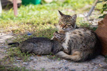 Naklejka na ściany i meble Little kitten with her mom lie on the grass. Beautiful bokeh