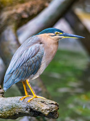 Close up of Nankeen night heron on tree branch