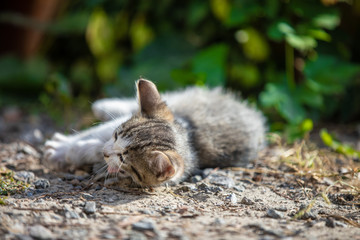 Little kitten lies on the ground among the bushes in the morning