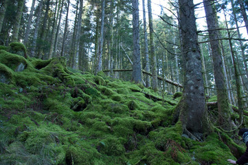 path in forest