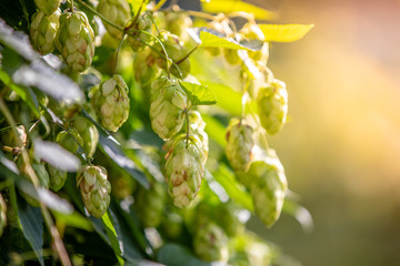 Fototapeta premium Green hops in the garden in the morning light with beautiful bokeh