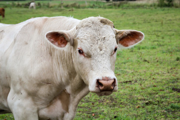 Fototapeta na wymiar Rind, Rinder, Kuh, Kühe auf der Weide, Koppel 