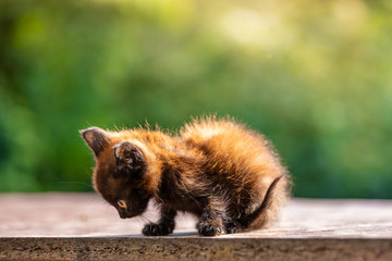 Obraz premium Black little kitten in the morning light. Green blurry background with bokeh