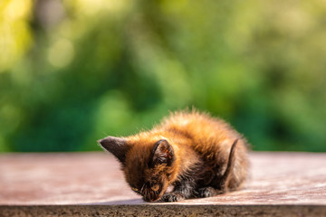 Obraz premium Black little kitten in the morning light. Green blurry background with bokeh